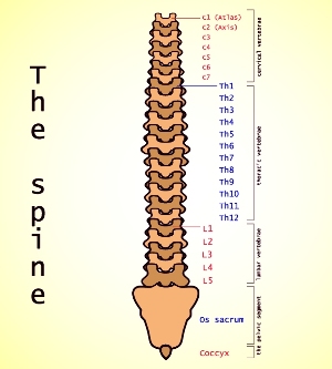 lumbale Osteochondrose